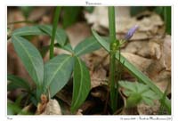 Vinca minor4
