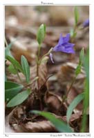 Vinca minor5