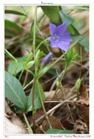 Vinca minor6