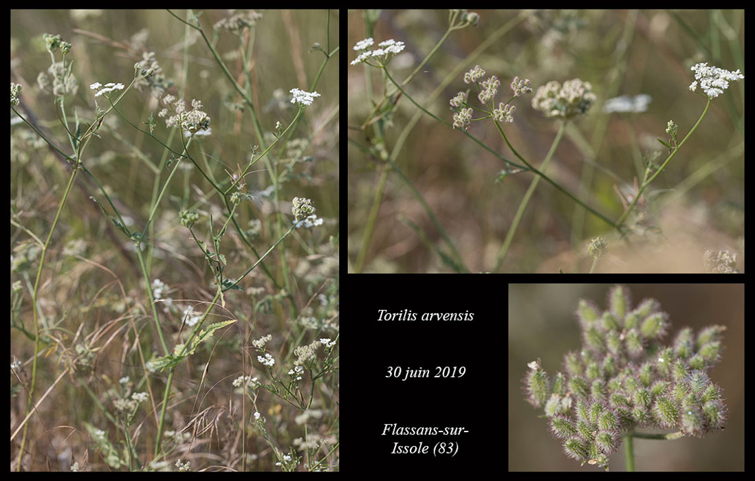 Torilis-arvensis