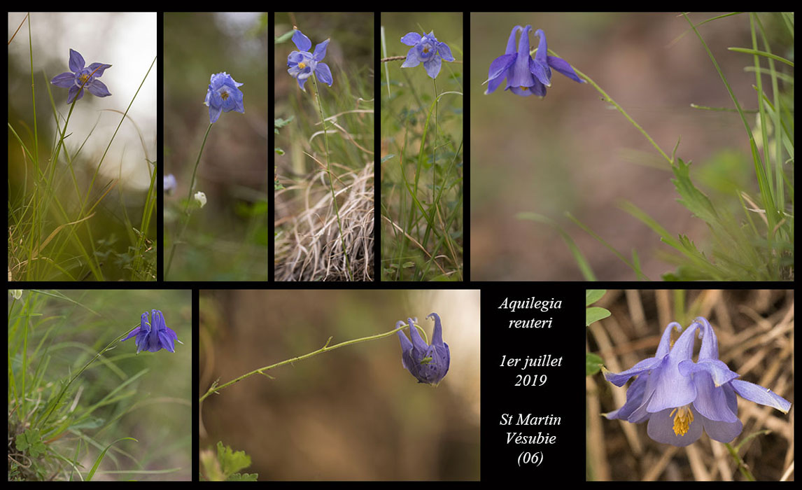 Aquilegia-reuteri