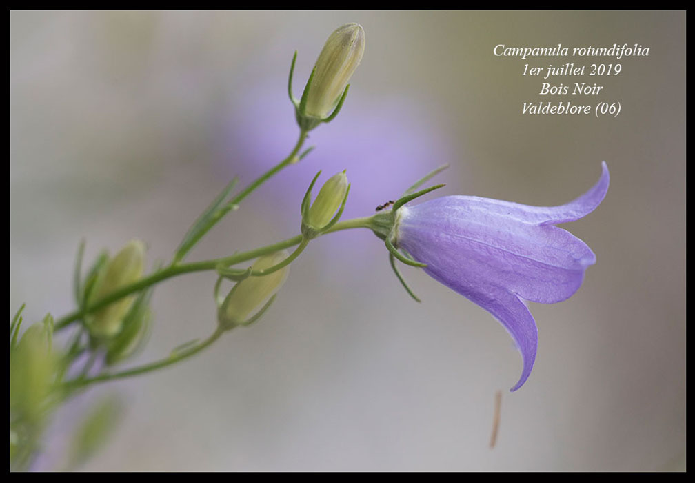 Campanula-rotundifolia7
