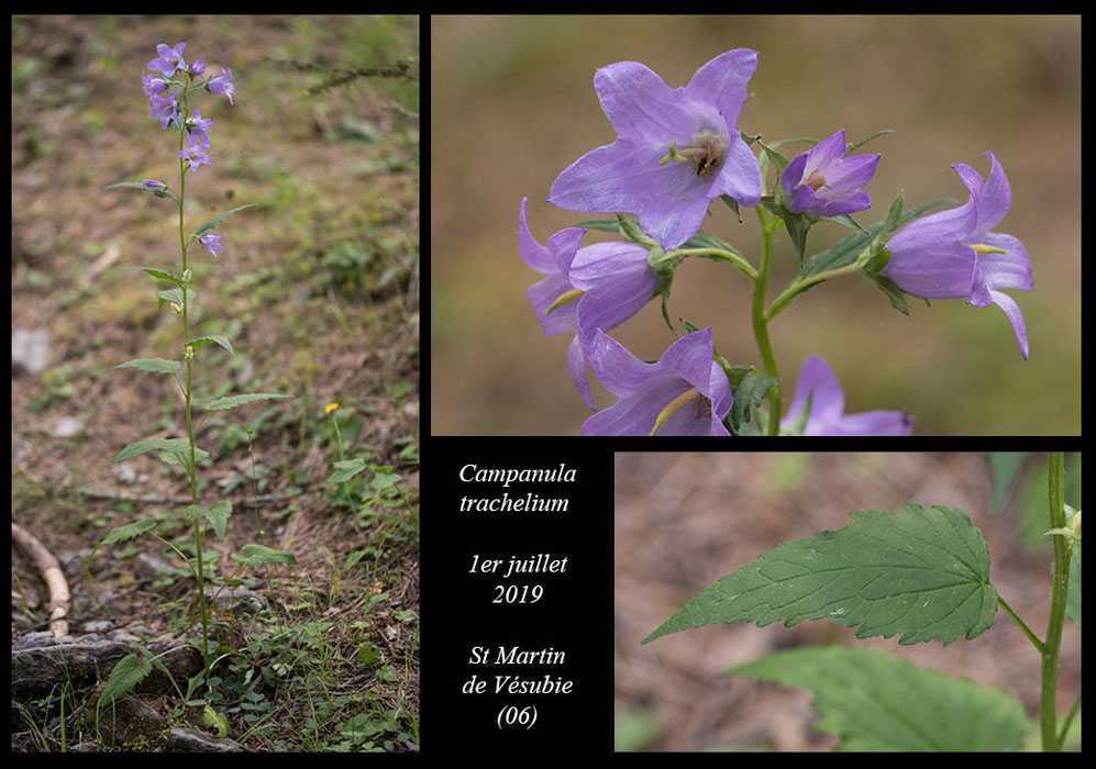 Campanula-trachelium4
