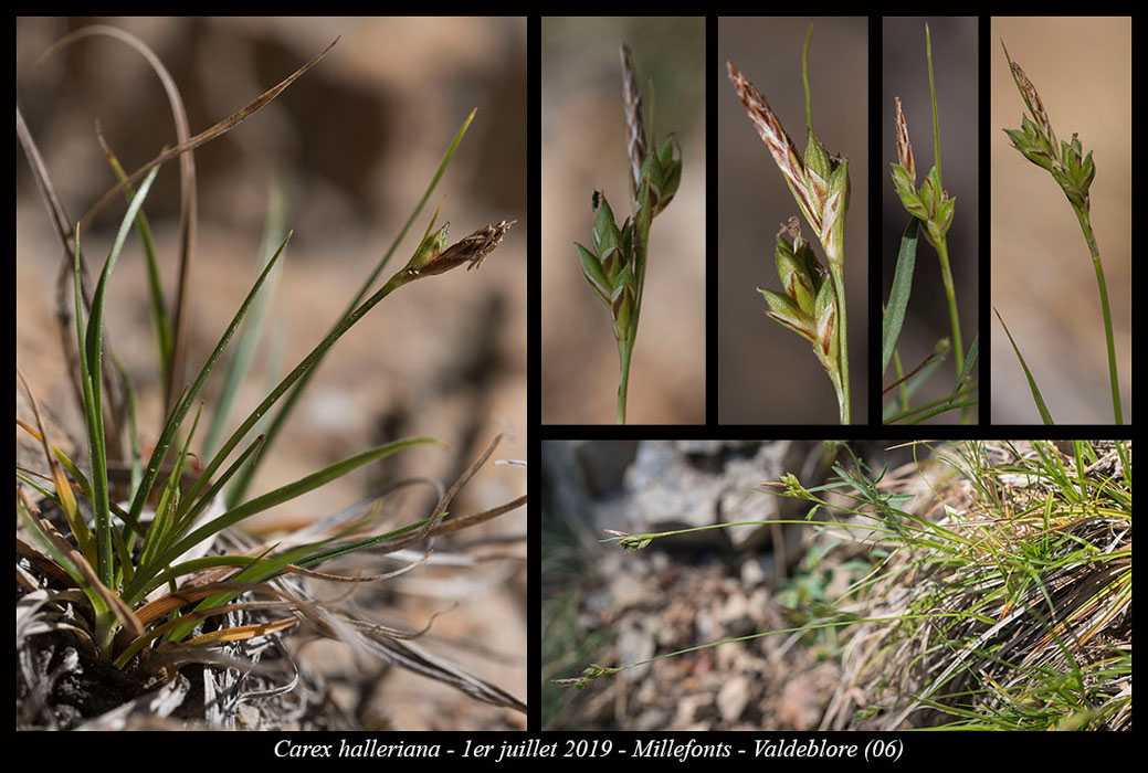 Carex-halleriana2