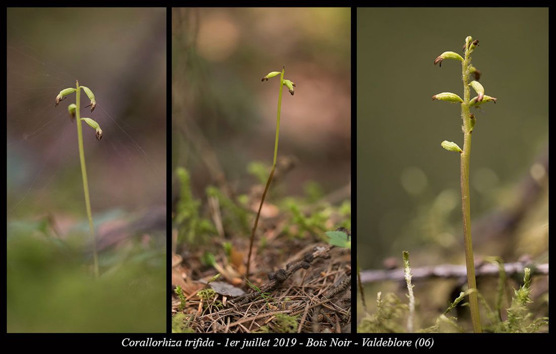 Corallorhiza-trifida18