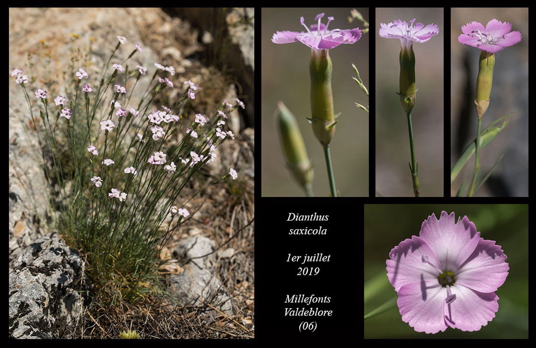 Dianthus-saxicola7