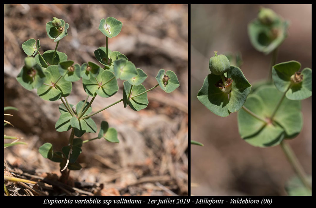 Euphorbia-variabilis-ssp-valliniana
