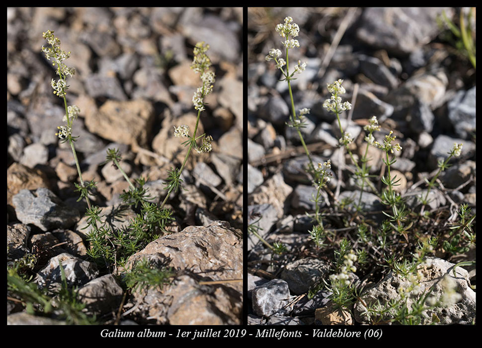 Galium-album