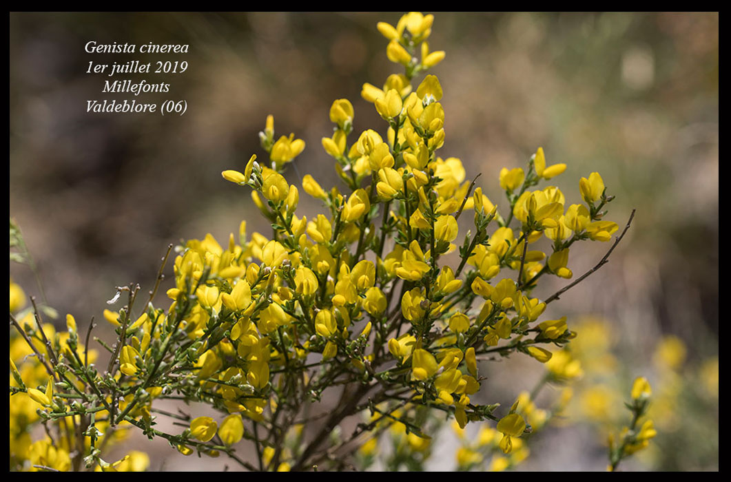 Genista-cinerea4