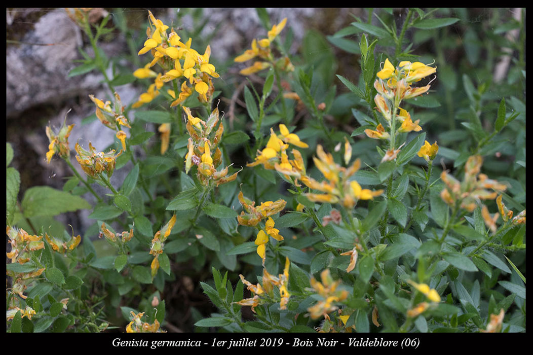 Genista-germanica