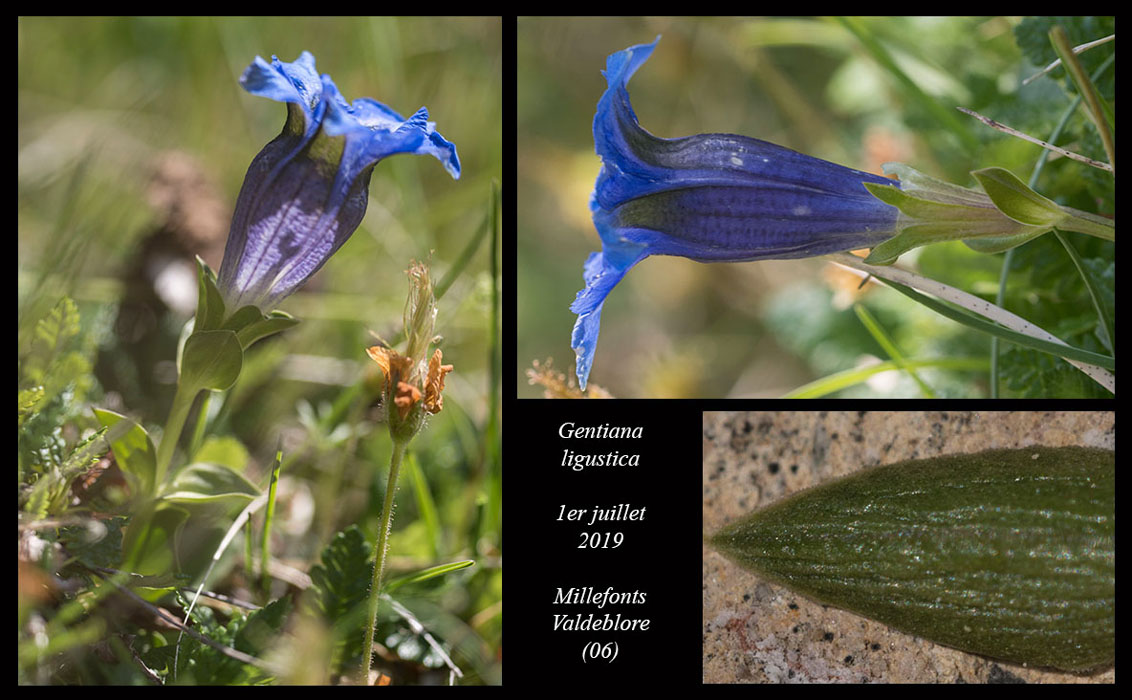 Gentiana-ligustica6