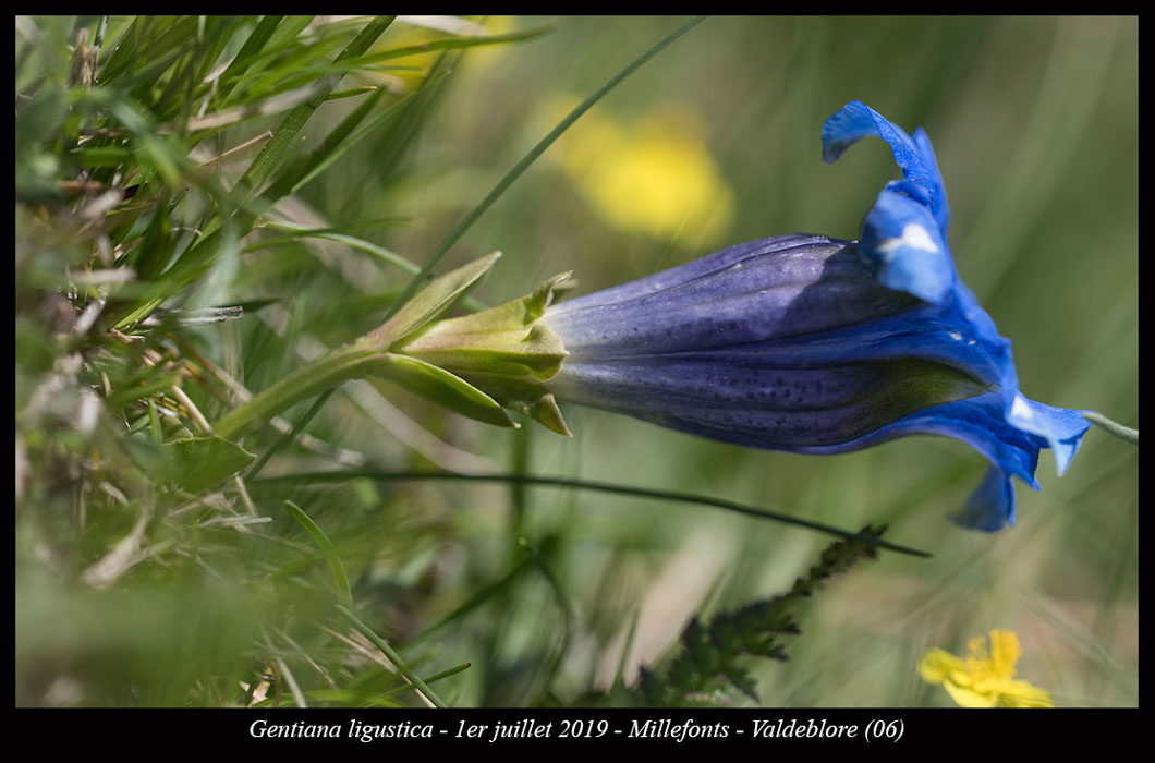 Gentiana-ligustica7