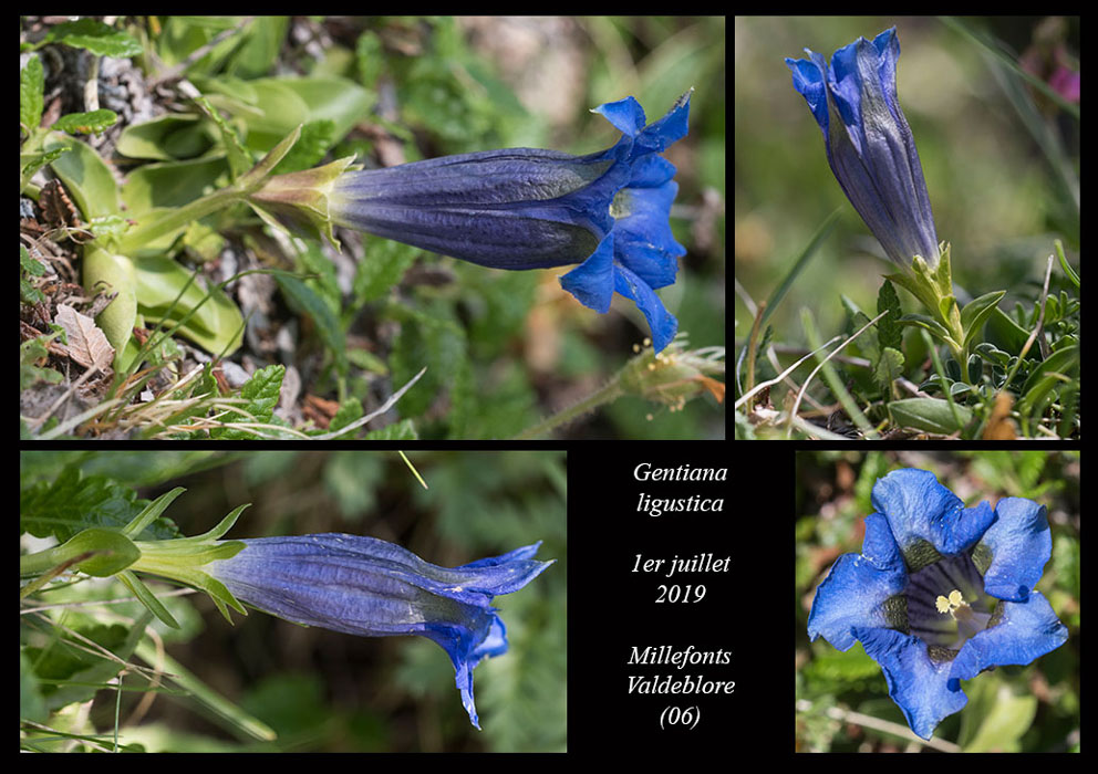 Gentiana-ligustica8
