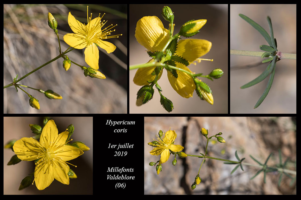 Hypericum-coris2