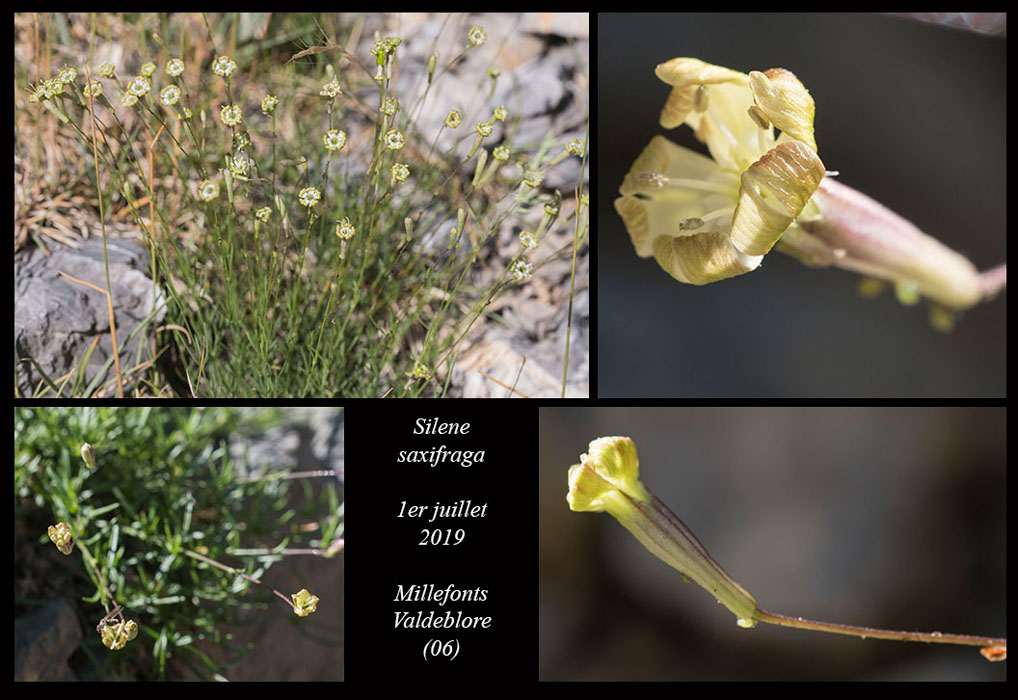 Silene-saxifraga8
