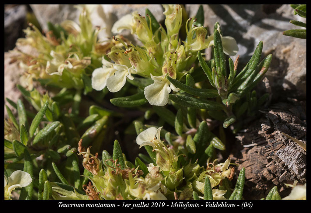 Teucrium-montanum9