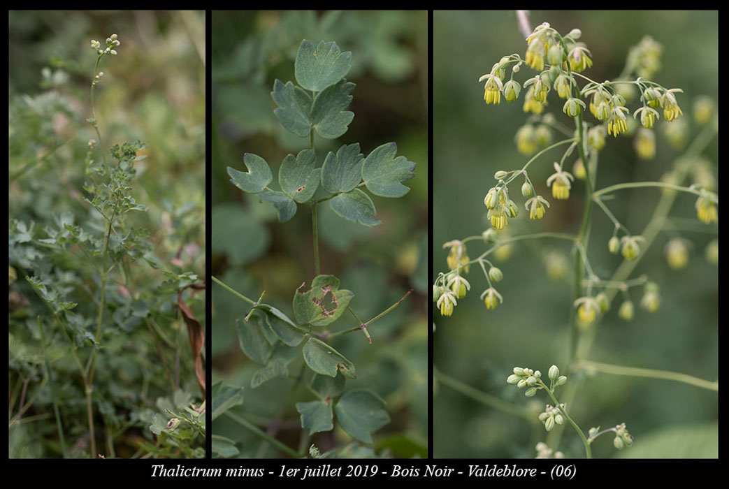 Thalictrum-minus8