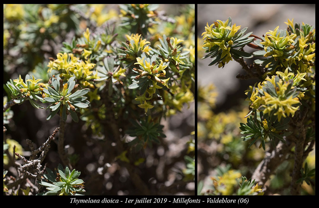 Thymelaea-dioica2