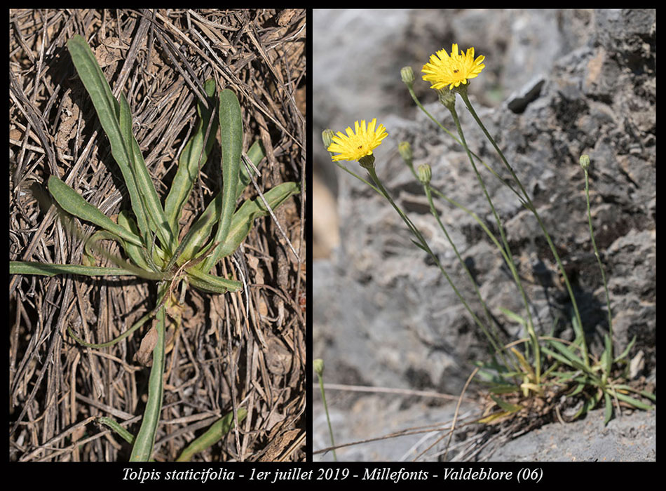Tolpis-staticifolia2