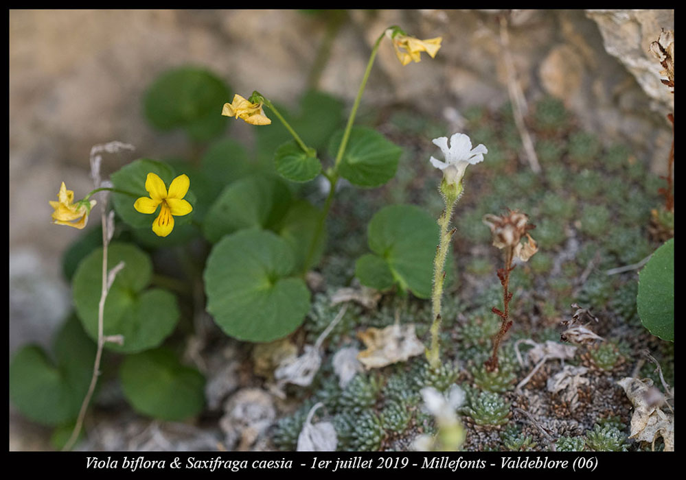 Viola-biflora-&-Saxifraga-caesia
