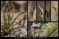 Carex-halleriana2