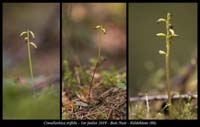 Corallorhiza-trifida18