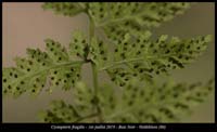 Cystopteris-fragilis7