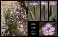 Dianthus-saxicola7