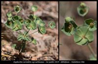 Euphorbia-variabilis-ssp-valliniana