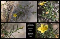 Fumana-procumbens5