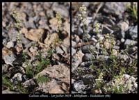 Galium-album