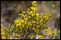 Genista-cinerea4