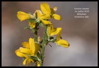 Genista-cinerea5