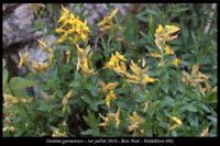 Genista-germanica