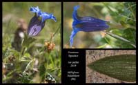 Gentiana-ligustica6