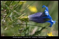 Gentiana-ligustica7
