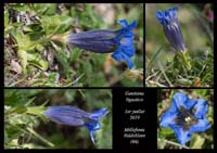 Gentiana-ligustica8