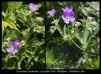 Geranium-sylvaticum7