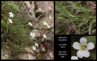 Minuartia-laricifolia3