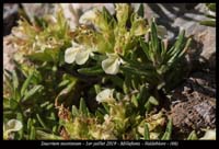 Teucrium-montanum9