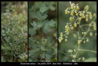 Thalictrum-minus8