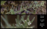 Thesium-alpinum3