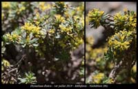 Thymelaea-dioica2