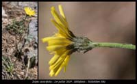 Tolpis-staticifolia