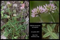 Trifolium-montanum-ssp-rupestre3