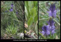 Phyteuma-betonicifolium4