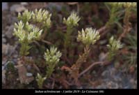 Sedum-ochroleucum2