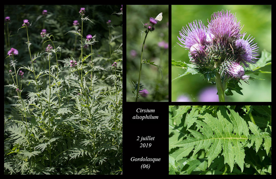 Cirsium-alsophilum3jpg