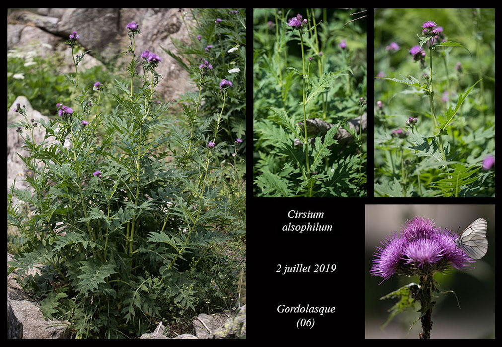 Cirsium-alsophilum4jpg