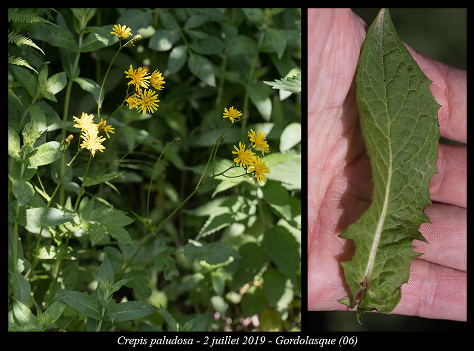 Crepis-paludosa